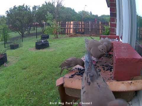 Doves in heat singing at the bird feeder