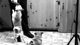 Hayley Westenra - My Heart Belongs To You