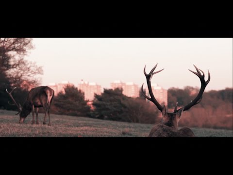 Benjamin Yellowitz - Ash Wednesday (Official Music Video)