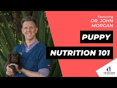 Puppy Nutrition 101: All Your Questions Answered with Dr. John Morgan (Episode 60)