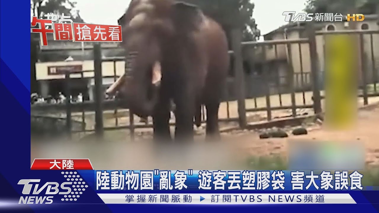 陸動物園「亂象」!遊客丟塑膠袋 害大象誤食
