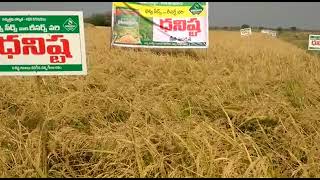 Download lagu Dhanvi  seeds paddy Dhanista.  super crop less investment  and less Deseases mp3
