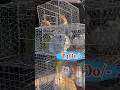 Wow Price Rabbit In Kolkata At Galiff Street Today Rabbit Price Updated Shorts Short Cute