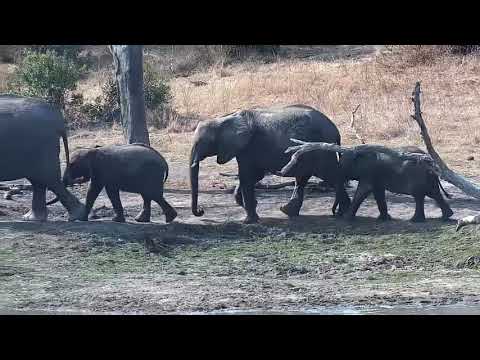 Djuma: Elephants drink at dam and some have quick mud wallow - 14:27 - 08/27/21