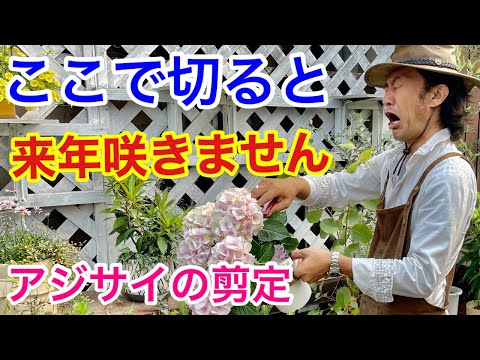 開花したアジサイは葉がカールする場合があり、しおれて見える