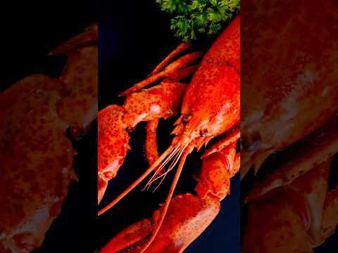 メインロブスターとカナディアンロブスターの違い