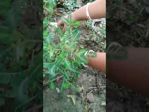 Phyllanthus urinaria or stone breaker plant #plants #stonebreaker #repotting #planting #herbal #srg