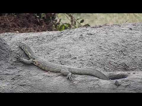 Djuma: Water Monitor Lizard - 09/23/19