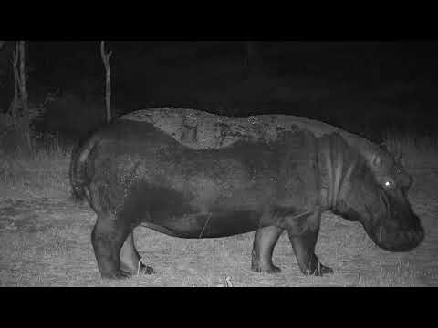 Djuma: Hippo to left of the pan - 19:40 - 07/27/19