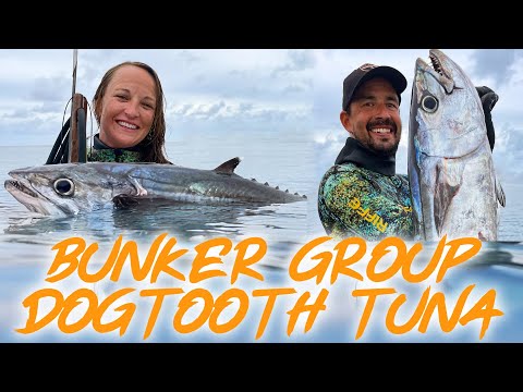 Dogtooth Tuna 🐟 on the Southern Great Barrier Reef?! 🐠 🪸  (Sailing Popao) Ep.67