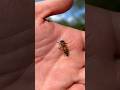 What To Do If You Get Stung By A Bee