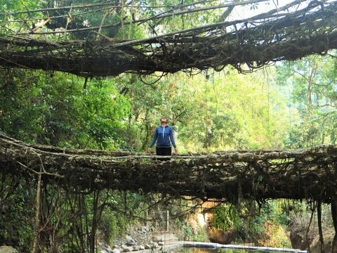 The Living Bridges of Meghalayas