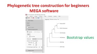Phylogenetic analysis for beginners using MEGA 11 software