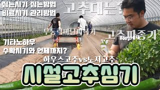 고추모종심는방법 고추재배방법 시설고추와 노지고추 심는시기 밭만들기부터 고추대 심는기구와 방법까지/ 고추 수확…