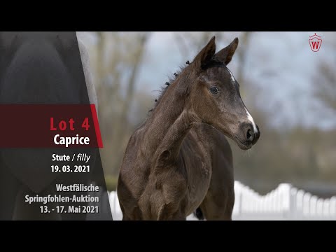 Springfohlen-Auktion 13. - 17.Mai Lot 4 Caprice Stute v. Christian's Chacco - FAN Holland
