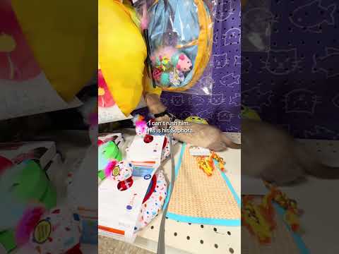 He loves to browse 🛍️ #ferret #ferretvideos #pets #cute #animals