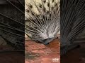 Beautiful Peacock Whatsappstatus Wownaturalworld