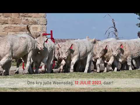 #WITWARM Louwcoe | Veiling 12 Julie 2023