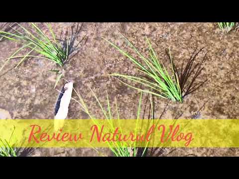 Rice Fields Around My house | Natural Paddy Fields