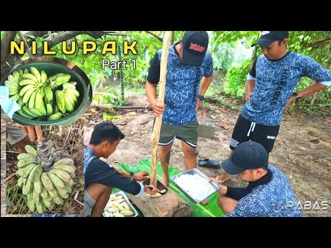 EP788-P1 - Pag-ani ng Saging at Paggawa ng Nilupak