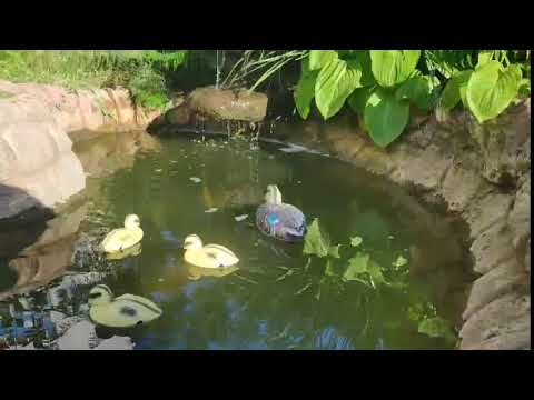 Утята для пруда - фото 1 - id-p1363591089