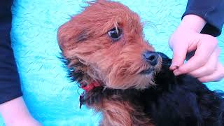 Video preview image #1 Poodle (Miniature)-Welsh Terrier Mix Puppy For Sale in Cuba, NY, USA