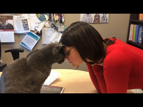 YouTube video about: Why is my cat's head so small?