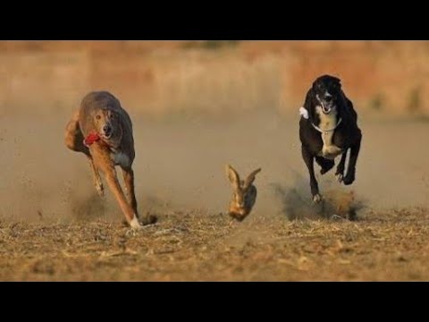 Vettai 🐶Dog vs Rabbit🐇🐇