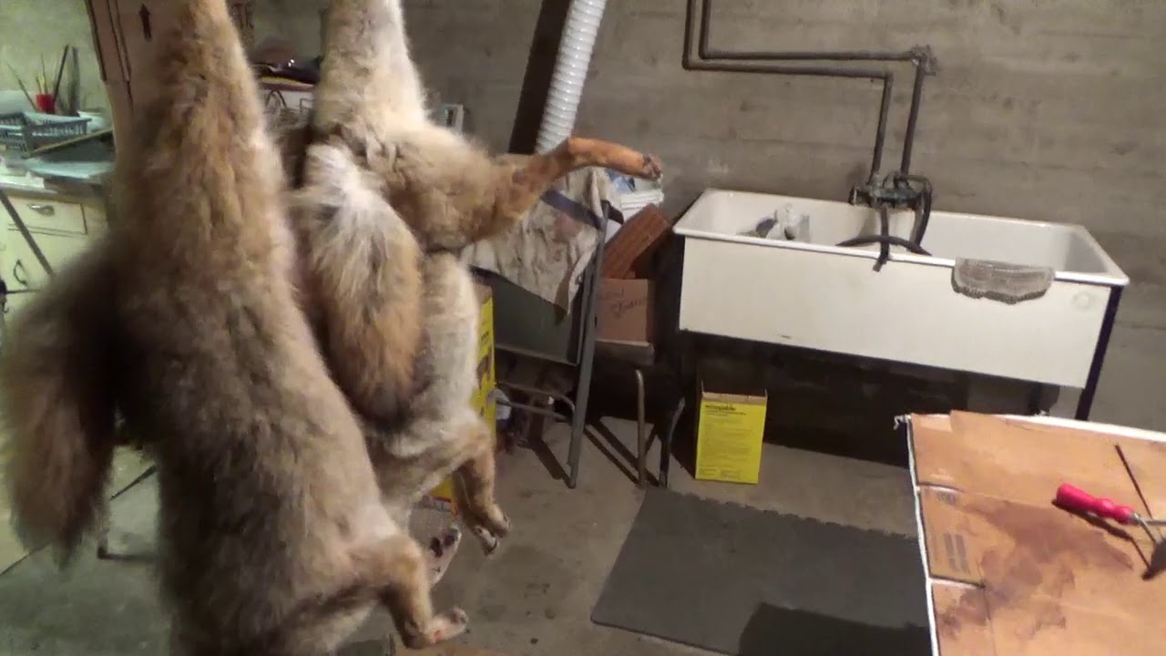 Coyote Snaring - TrapperFURever - Season 2 Episode 1 - First land fur of the season