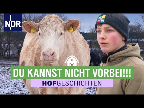 Praktikant Elias hat es nicht leicht mit Karsten Dudziaks Rindern | Hofgeschichten (365) | NDR