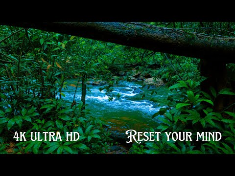 4K Relaxing River & Forest Sounds | Nature Sleep & Stress Relief