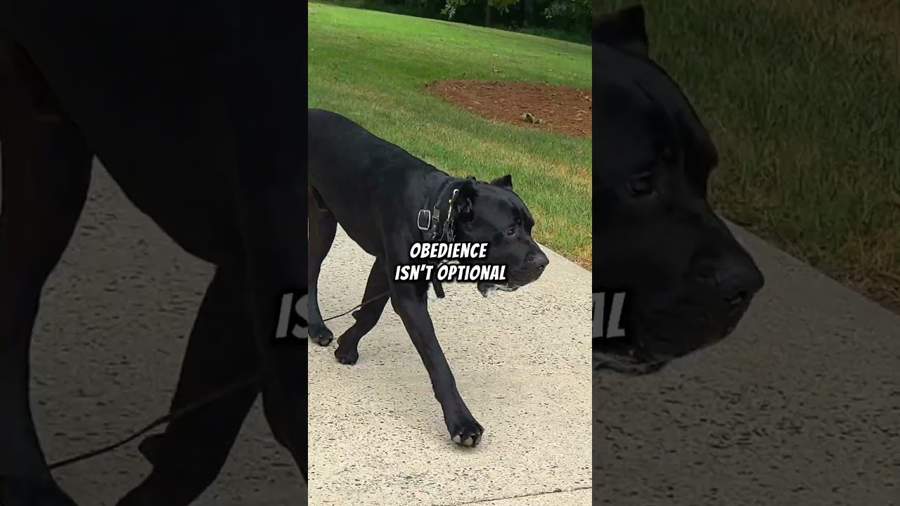 Complete Training Set