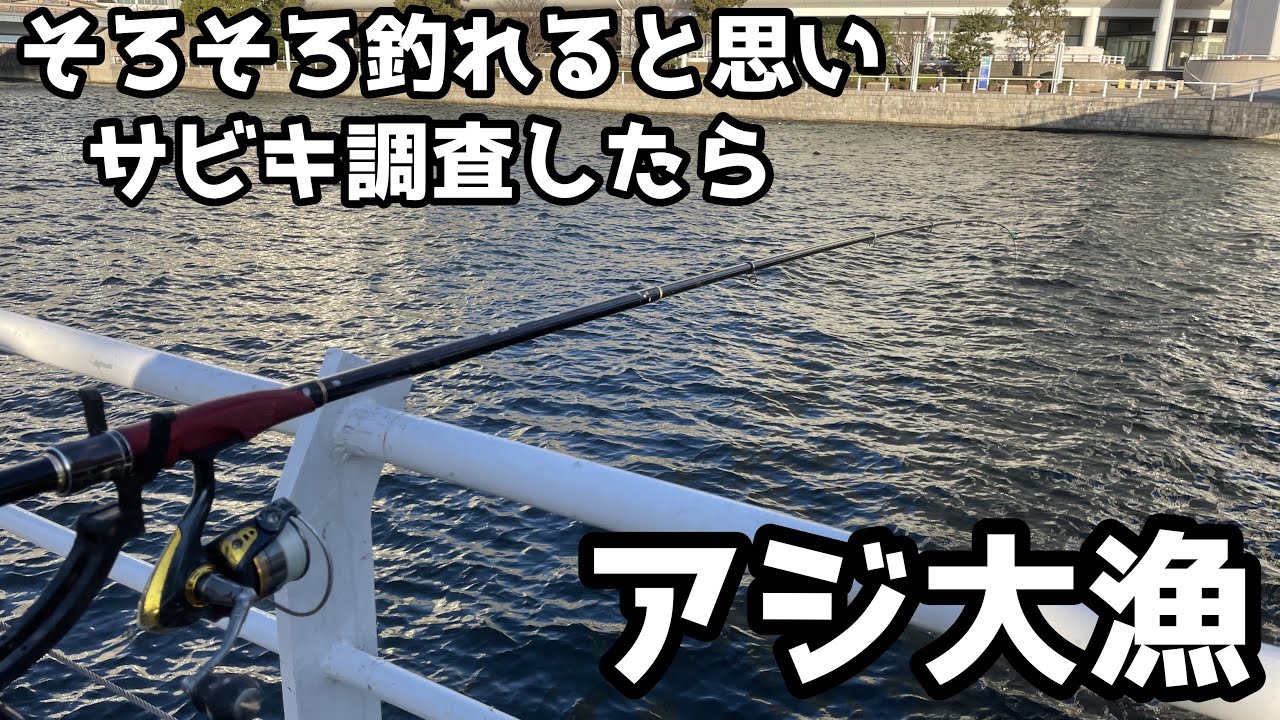 そろそろ釣れると思いサビキ調査したらアジ大漁