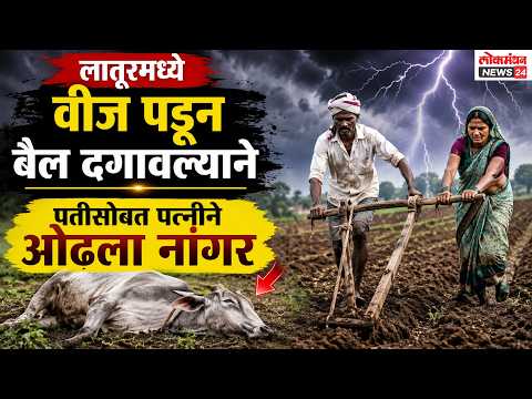 लातूरमध्ये वीज पडून बैल दगावल्याने पतीसोबत पत्नीने ओढला नांगर