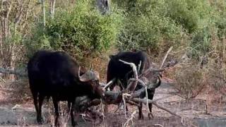 Journey through Botswana (Part 2 of 2)