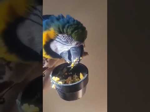 Dexter the junk yard Macaw - is that good?