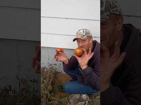 What We Picked  For Hot Peppers.Then Picking Tomatoes.