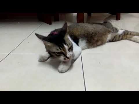 aleesya peminat kucing