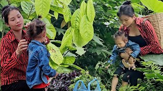 Picking wild vegetables to sell/new garden/Growing vegetables/taking care of pets | La Thi Lan
