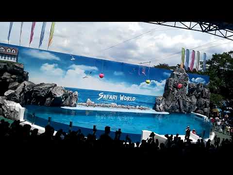 The Dolphin Show at Safari World Bangkok | Spectacular Marine Performance!