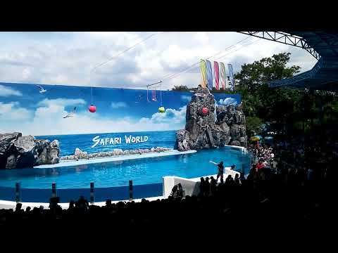 The Dolphin Show at Safari World Bangkok | Spectacular Marine Performance!
