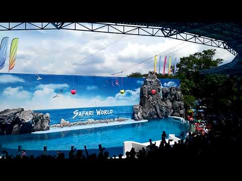The Dolphin Show at Safari World Bangkok | Spectacular Marine Performance!