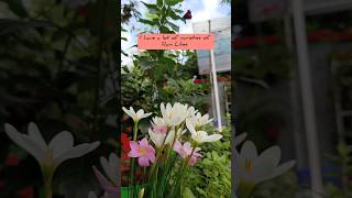 Grow Rain Lilies from bulbs! BLOOMING BEAUTY!