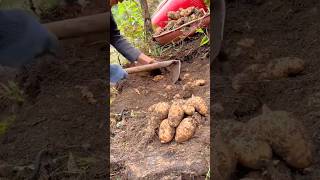 Download lagu A Farmer Using a Hoe to Harvest a Large Crop of Sweet Potatoes Dug Up from the Dark Soil mp3 Download lagu A Farmer Using a Hoe to Harvest a Large Crop of Sweet Potatoes Dug Up from the Dark Soil mp3
