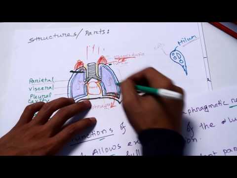 Lungs (Gross Anatomy) part-2
