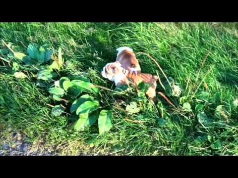 Kalle und Otto gehen das erste mal gemeinsam Gassi