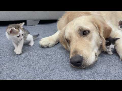 YouTube 썸네일