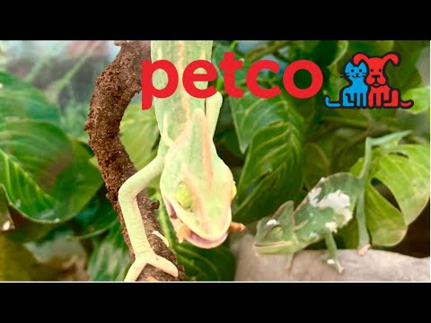 Petco reptiles, fish, birds and  other animals