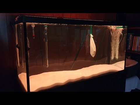 (Discus) Fish Tank Start Up Episode 2: Setup and Fill up