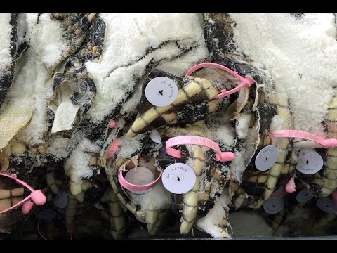 RFID GLOBAL by Softwork